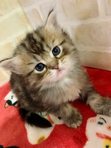 サイベリアン絶世の美女(*ฅ́˘ฅ̀*)♡