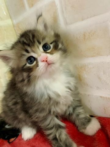 サイベリアンお鼻ピンクの靴下くん♡♡