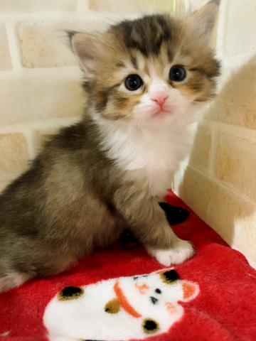 サイベリアン激あまベビーフェイスくん(/ω＼*)