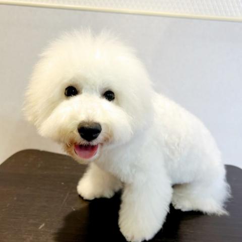 ビションフリーゼ