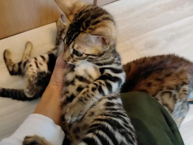 ベンガル