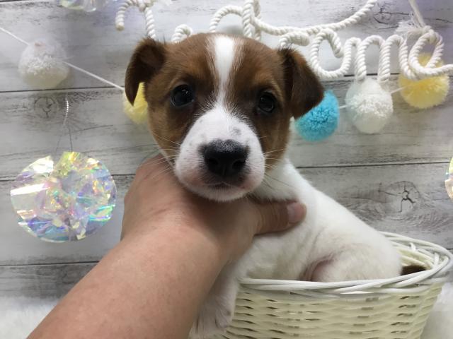 ジャックラッセルテリア