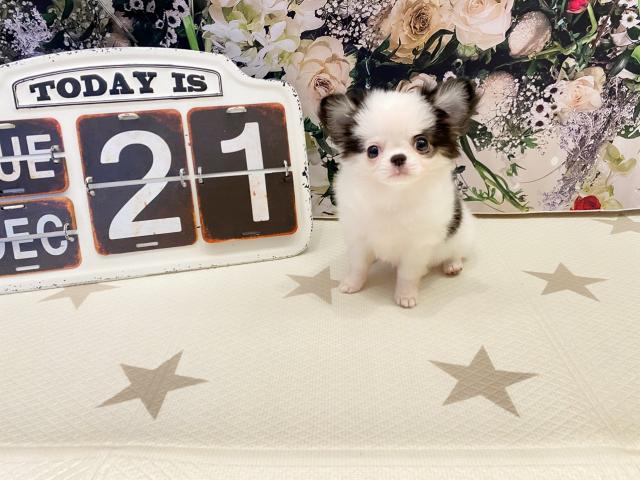 チワワ（ロングコート）