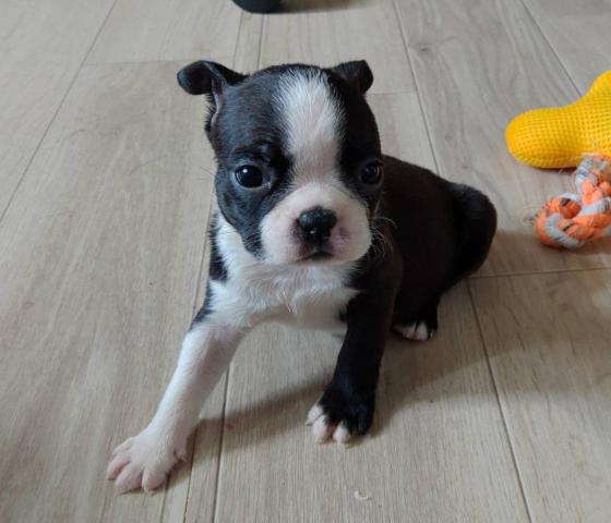 ライアン犬舎