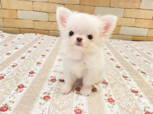 チワワ（ロングコート）