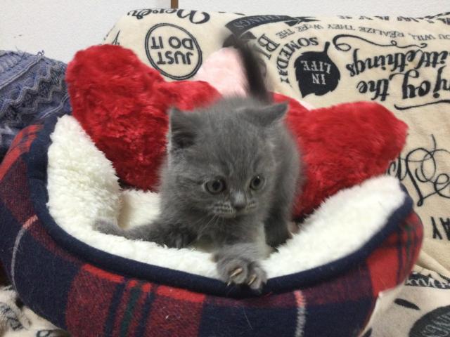 ブリティッシュショートヘア