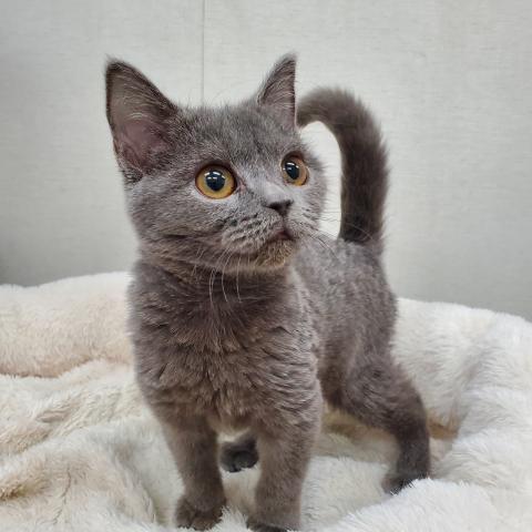 ブリティッシュショートヘア
