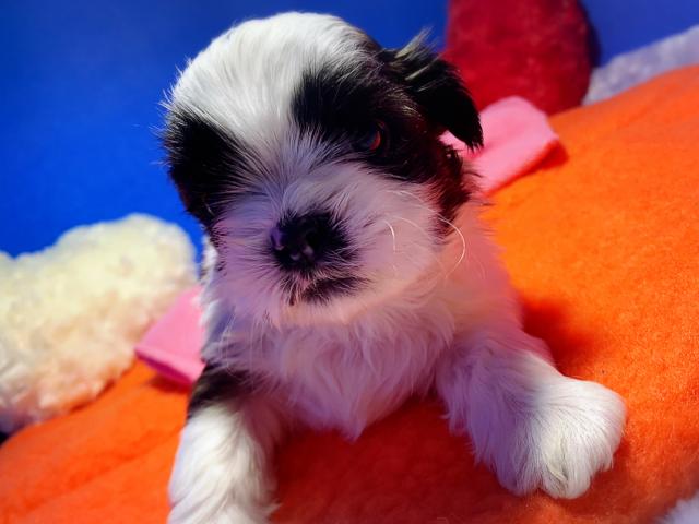 シーズー濃いか色のイケメン4兄弟♡