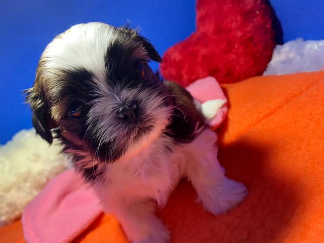 シーズー濃いか色のイケメン4兄弟♡