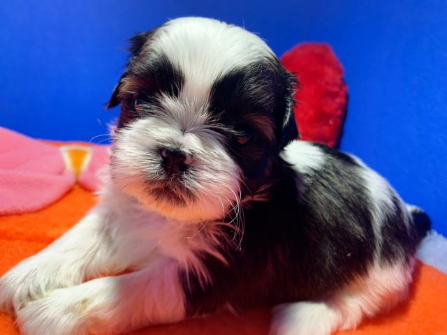 シーズー濃いか色のイケメン4兄弟♡