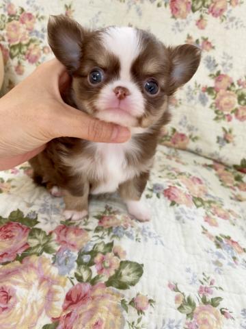 チワワ（ロングコート）