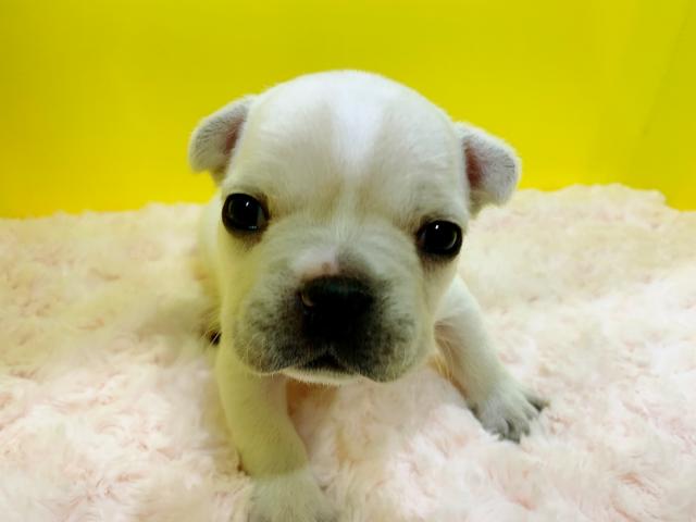 フレンチブルドッグまひるママLASTベビー♡