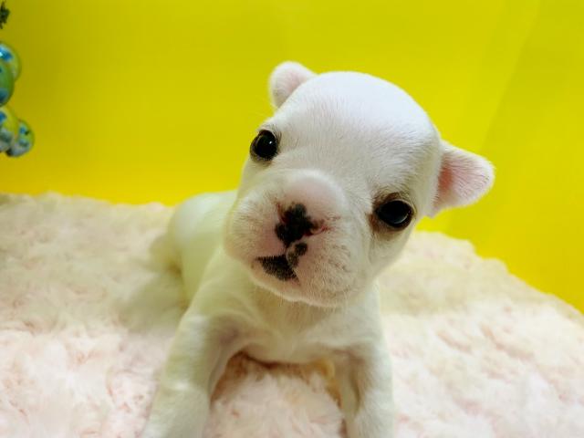 フレンチブルドッグまひるママLASTベビー♡