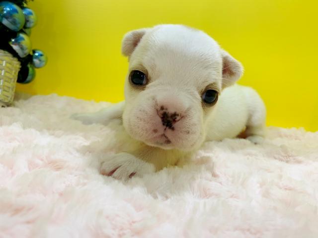 フレンチブルドッグまひるママLASTベビー♡