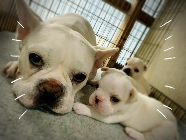 フレンチブルドッグまひるママLASTベビー♡