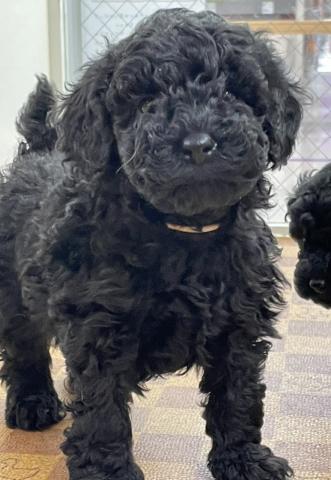 ミニチュアプードル