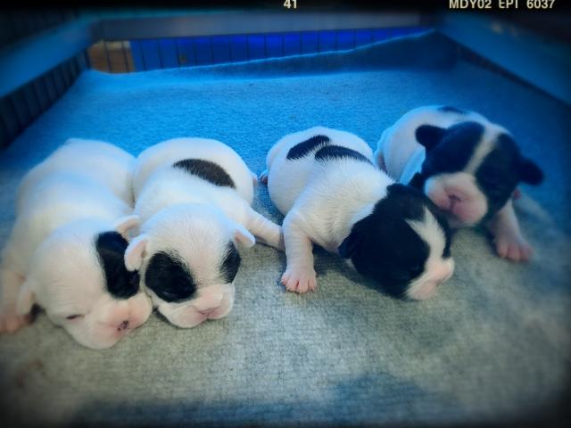 フレンチブルドッグもーちゃん初ベビー!パイド4兄妹♡