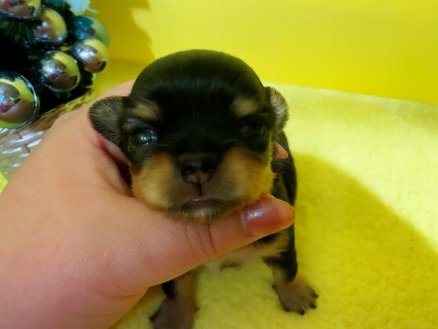 チワワ（ロングコート）希少:ママはウルフカラー♡うるちゃん初ベビー♡