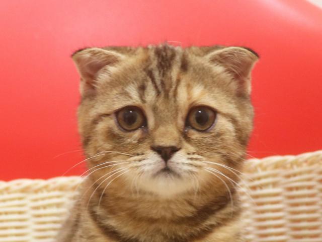 スコティッシュフォールド