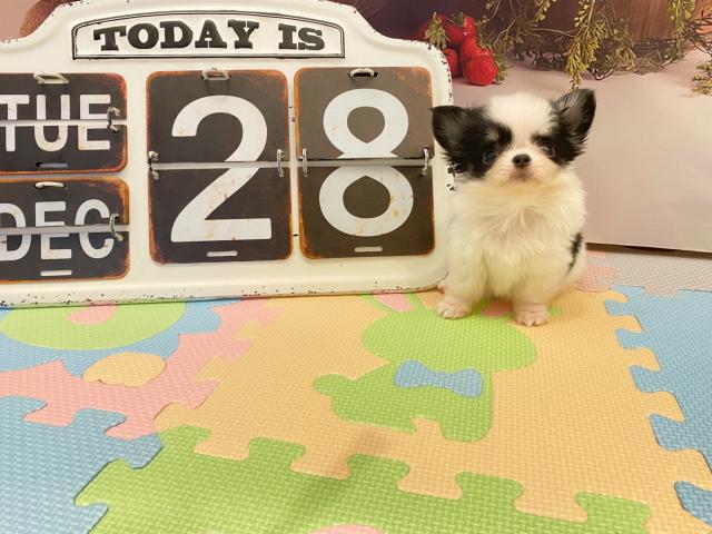 チワワ(ロングコート)