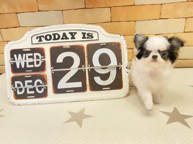 チワワ（ロングコート）