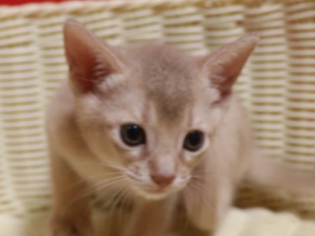 アビシニアン