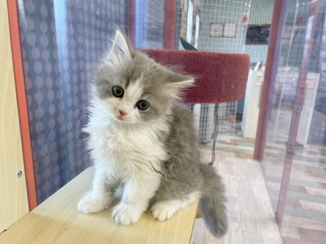 ミヌエット(旧ナポレオン)