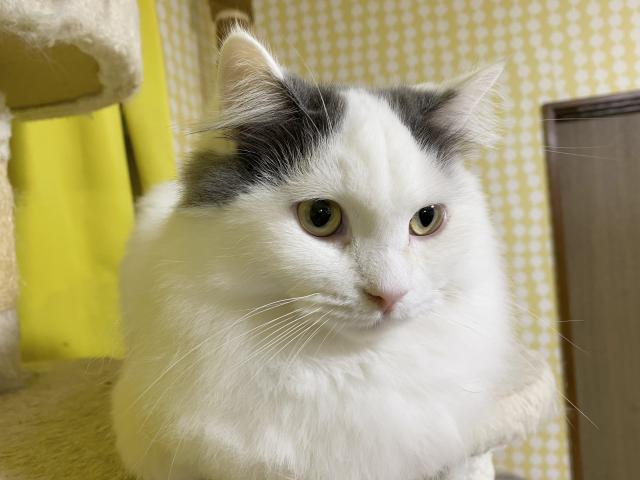 ミヌエット(旧ナポレオン)