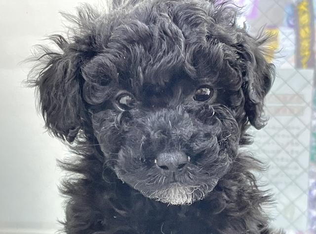 ミニチュアプードル