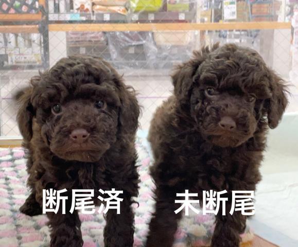 ミニチュアプードル