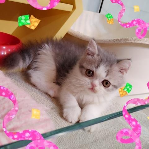 エキゾチックショートヘアー