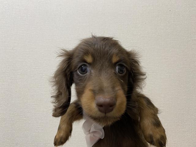 ミニチュアダックスフンド