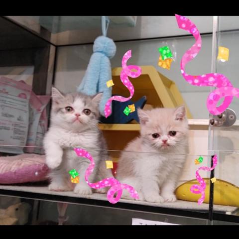 エキゾチックショートヘアー