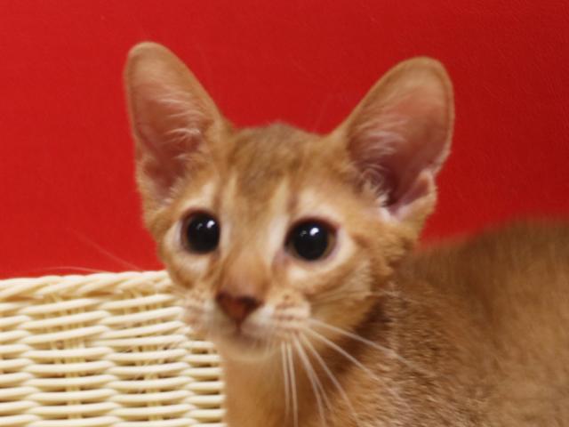 アビシニアン