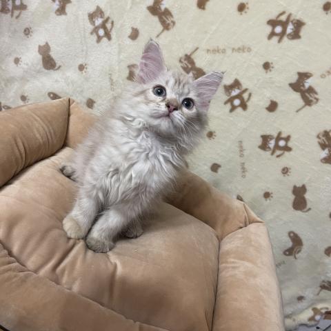 マンチカン