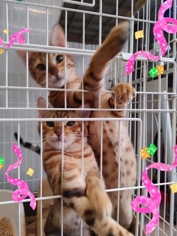 ベンガル