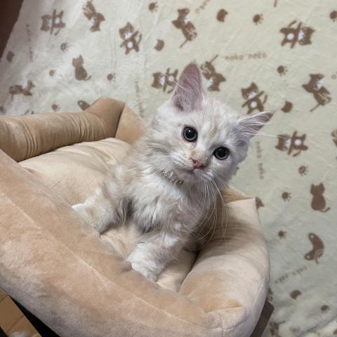マンチカン