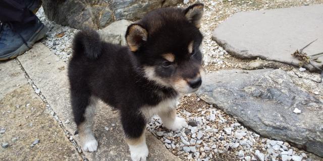 柴犬
