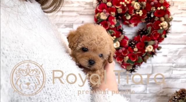 Royal Tiara Premium Poodle