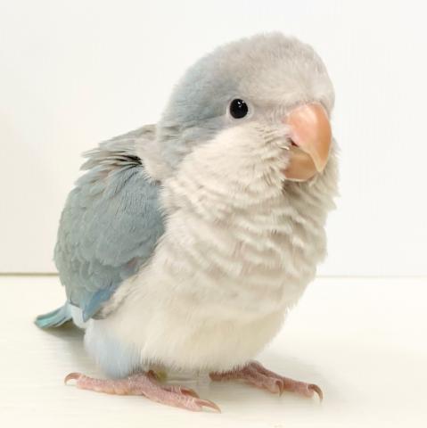 オキナインコ