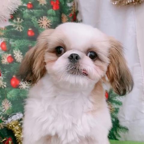 シーズー
