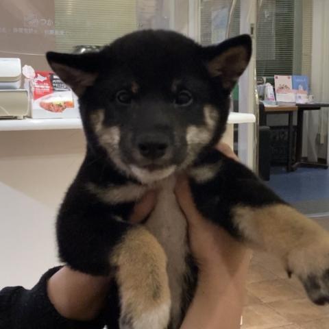 柴犬