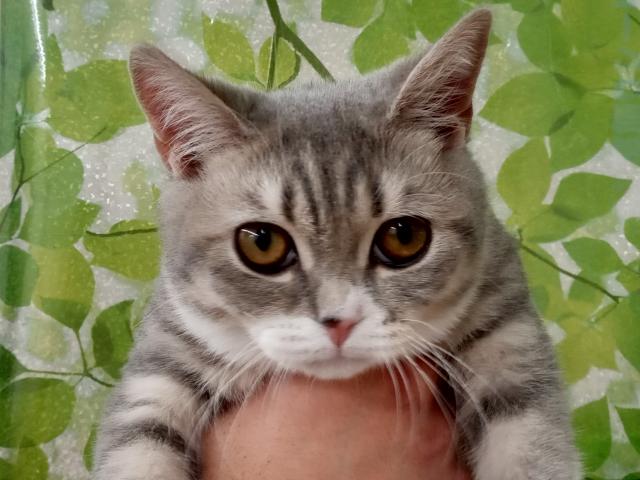ブリティッシュショートヘア