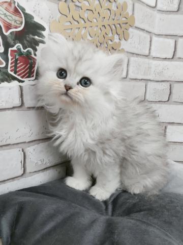 ペルシャ・ヒマラヤン