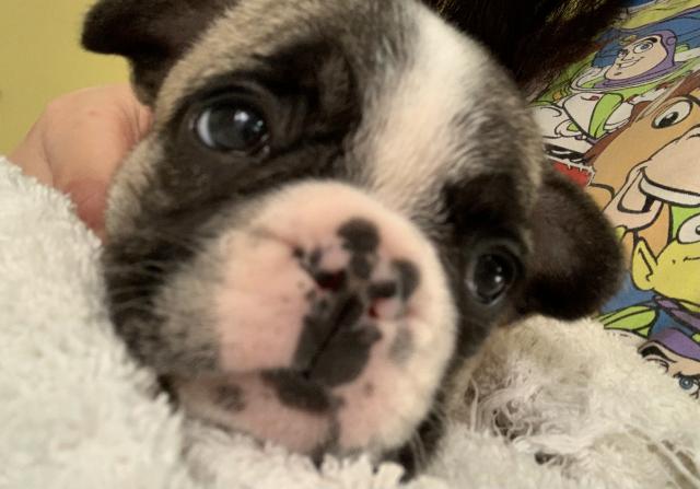 フレンチブルドッグ