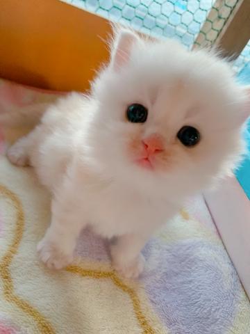 マンチカン顔面偏差値高めボーイ長足くん