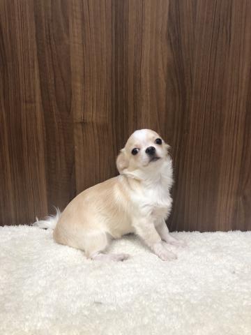 チワワ（ロングコート）