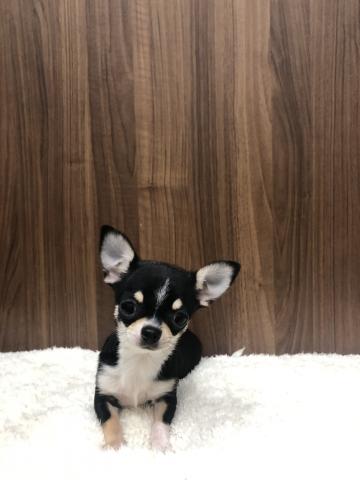 チワワ(スムースコート)