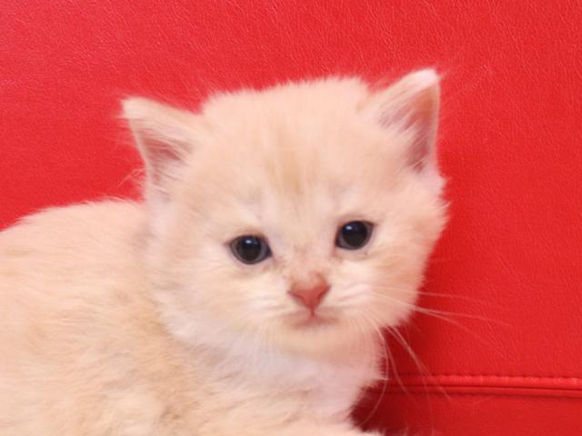 スコティッシュフォールド