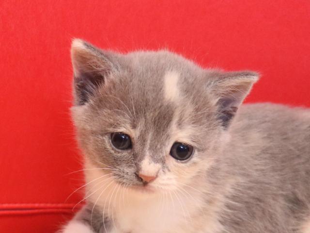 スコティッシュフォールド